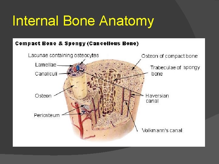 Internal Bone Anatomy 