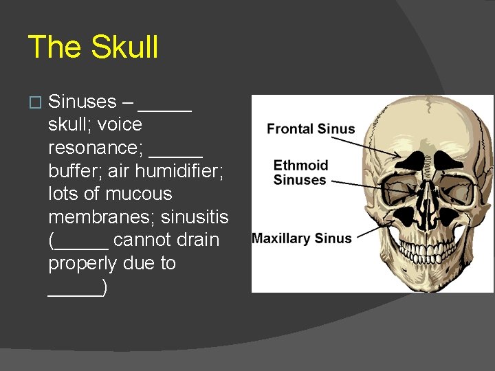 The Skull � Sinuses – _____ skull; voice resonance; _____ buffer; air humidifier; lots