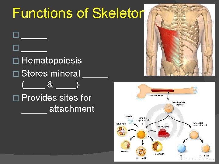 Functions of Skeleton � _____ � Hematopoiesis � Stores mineral _____ (____ & ____)