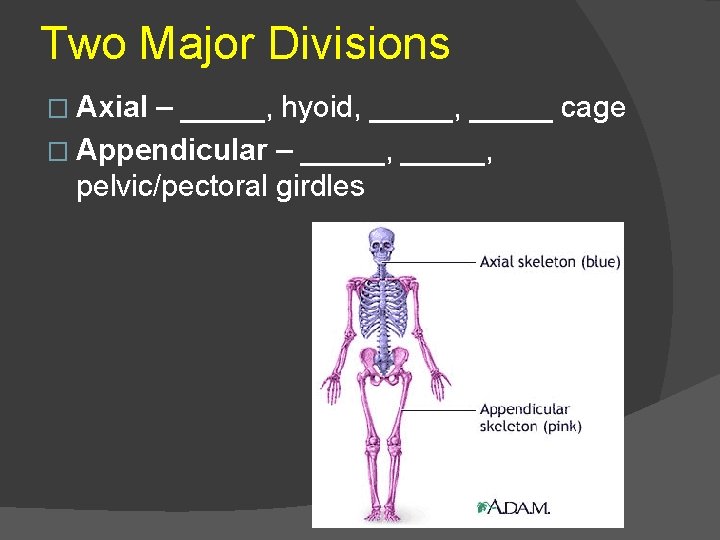 Two Major Divisions � Axial – _____, hyoid, _____ cage � Appendicular – _____,