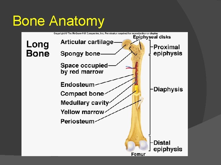 Bone Anatomy 