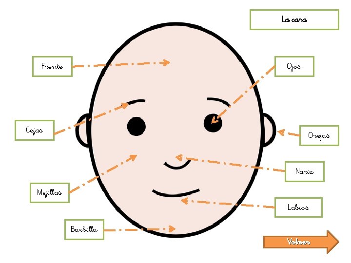 La cara Frente Ojos Cejas Orejas Nariz Mejillas Labios Barbilla Volver 