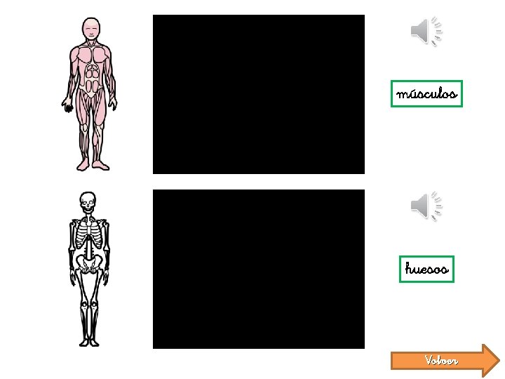 músculos huesos Volver 