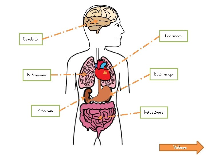 Corazón Cerebro Pulmones Riñones Estómago Intestinos Volver 