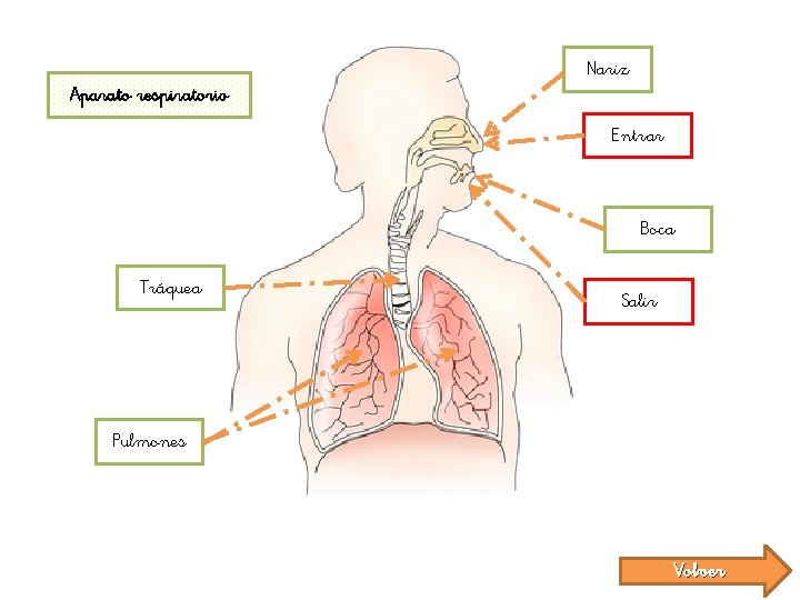 Nariz Aparato respiratorio Entrar Boca Tráquea Salir Pulmones Volver 