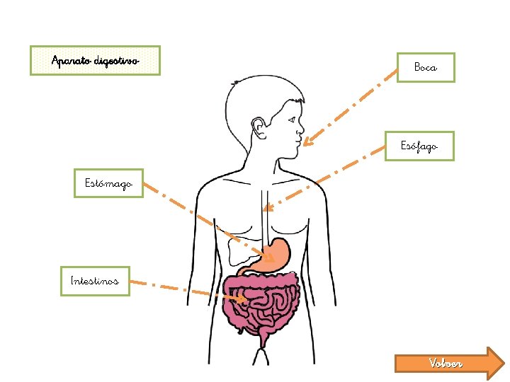 Aparato digestivo Boca Esófago Estómago Intestinos Volver 