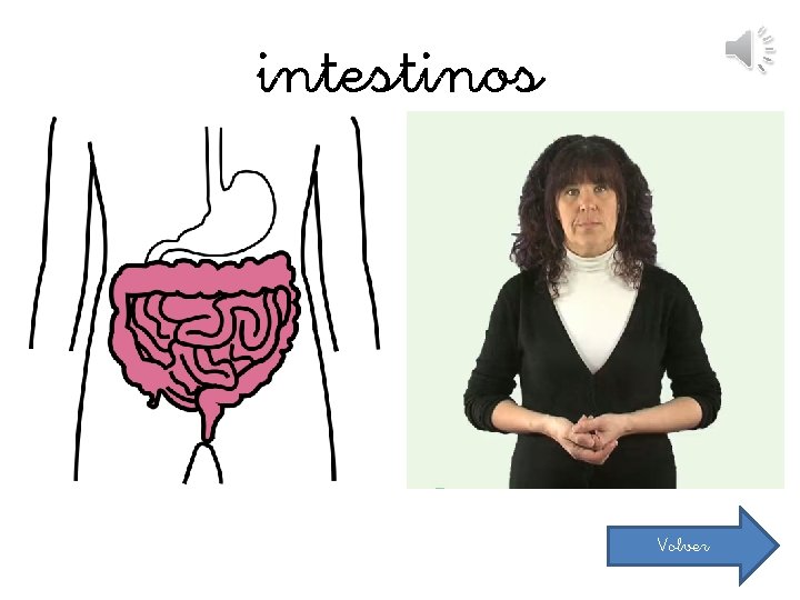 intestinos Volver 