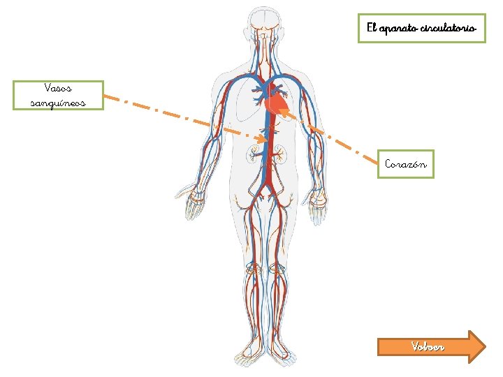 El aparato circulatorio Vasos sanguíneos Corazón Volver 