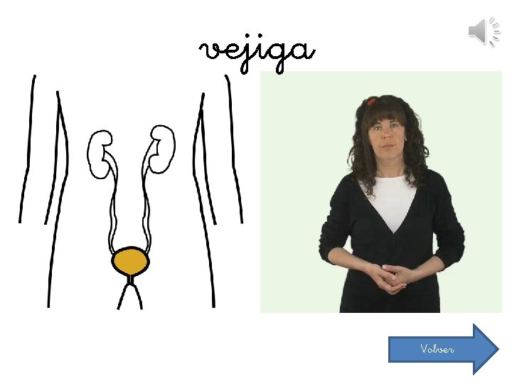 vejiga Volver 