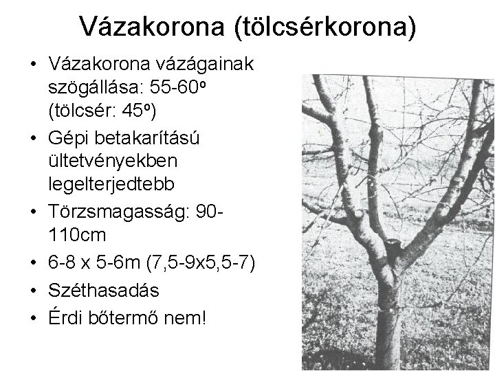 Vázakorona (tölcsérkorona) • Vázakorona vázágainak szögállása: 55 -60 o (tölcsér: 45 o) • Gépi