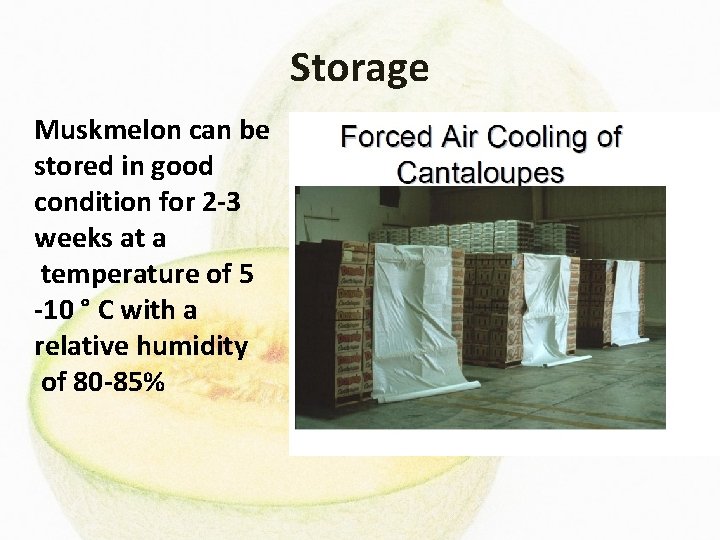 Storage Muskmelon can be stored in good condition for 2 -3 weeks at a