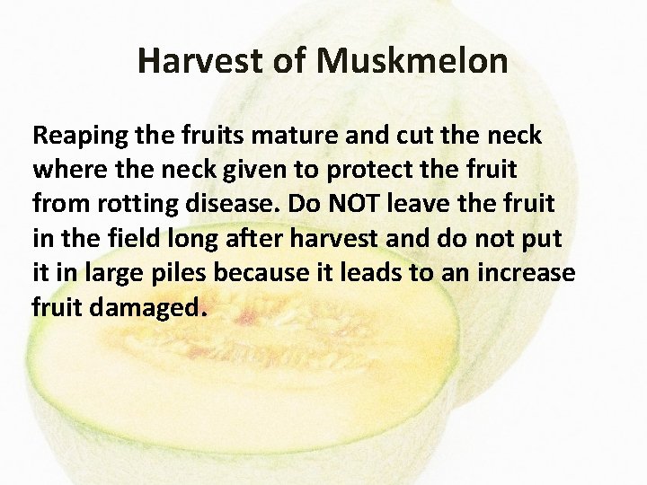 Harvest of Muskmelon Reaping the fruits mature and cut the neck where the neck