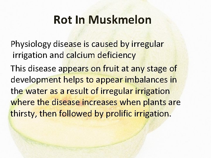 Rot In Muskmelon Physiology disease is caused by irregular irrigation and calcium deficiency This