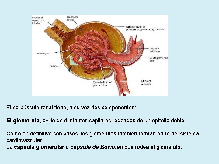 El corpúsculo renal tiene, a su vez dos componentes: El glomérulo, ovillo de diminutos