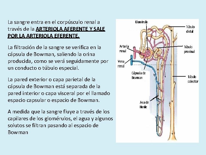 La sangre entra en el corpúsculo renal a través de la ARTERIOLA AFERENTE Y