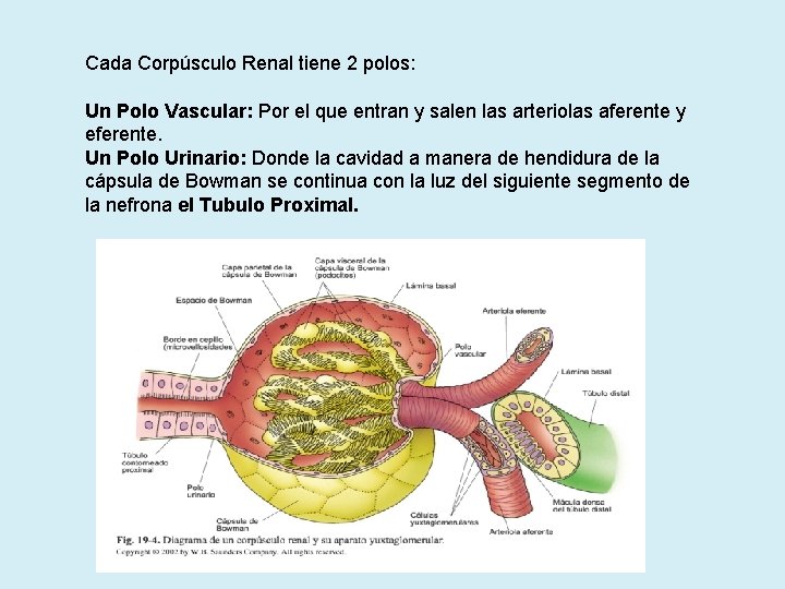 Cada Corpúsculo Renal tiene 2 polos: Un Polo Vascular: Por el que entran y