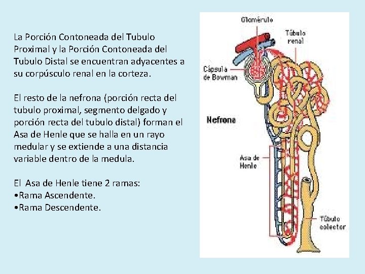 La Porción Contoneada del Tubulo Proximal y la Porción Contoneada del Tubulo Distal se