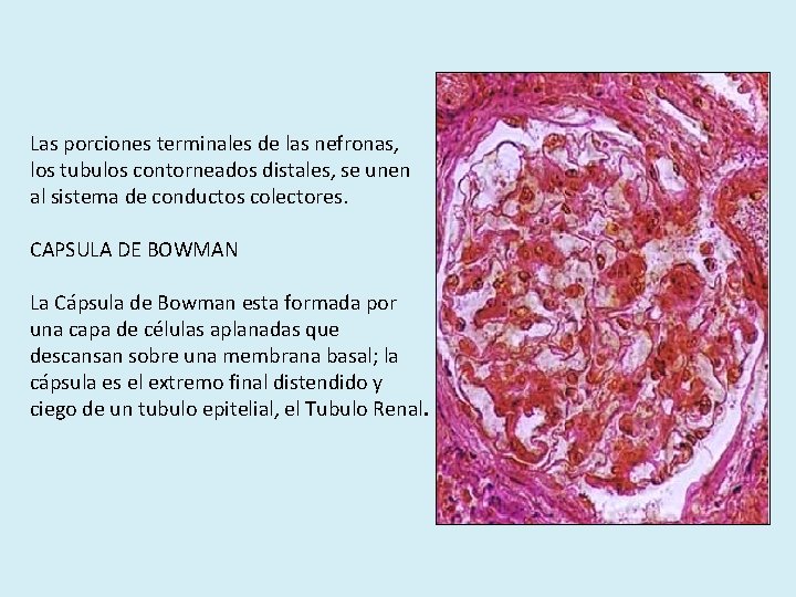 Las porciones terminales de las nefronas, los tubulos contorneados distales, se unen al sistema