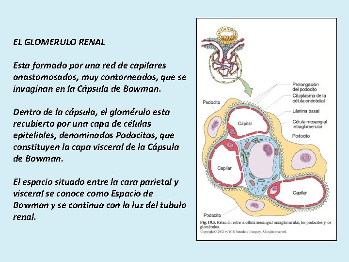 EL GLOMERULO RENAL Esta formado por una red de capilares anastomosados, muy contorneados, que