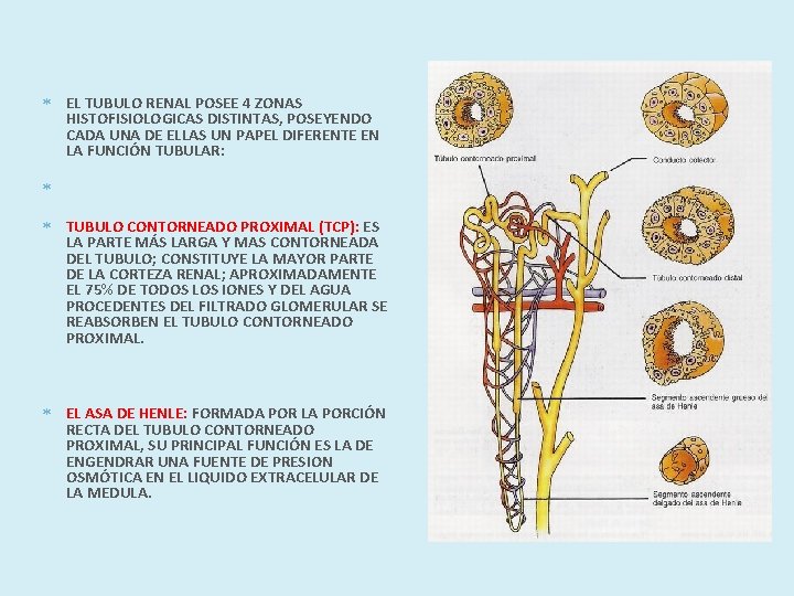  EL TUBULO RENAL POSEE 4 ZONAS HISTOFISIOLOGICAS DISTINTAS, POSEYENDO CADA UNA DE ELLAS