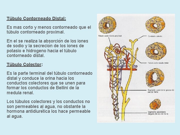 Túbulo Contorneado Distal: Es mas corto y menos contorneado que el túbulo contorneado proximal.