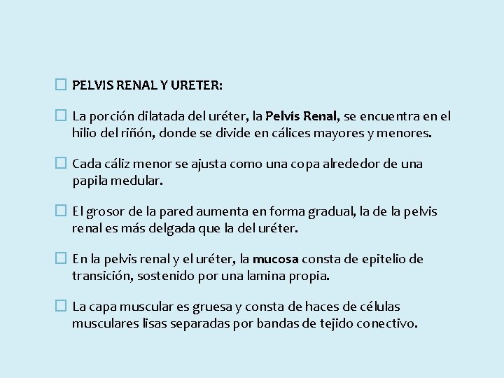 � PELVIS RENAL Y URETER: � La porción dilatada del uréter, la Pelvis Renal,