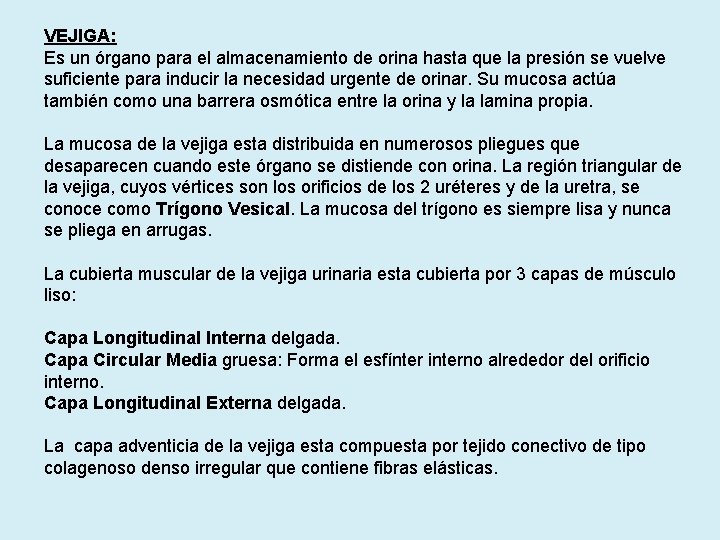 VEJIGA: Es un órgano para el almacenamiento de orina hasta que la presión se