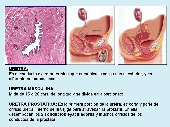 URETRA: Es el conducto excretor terminal que comunica la vejiga con el exterior, y