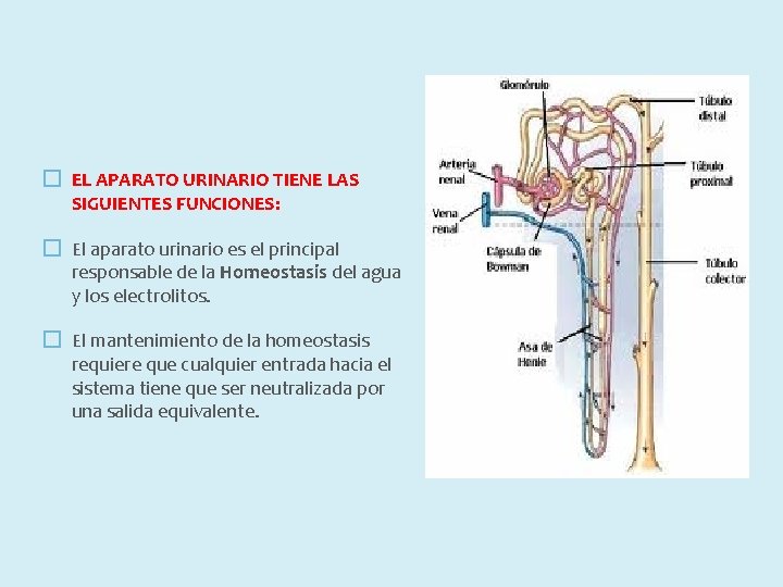 � EL APARATO URINARIO TIENE LAS SIGUIENTES FUNCIONES: � El aparato urinario es el