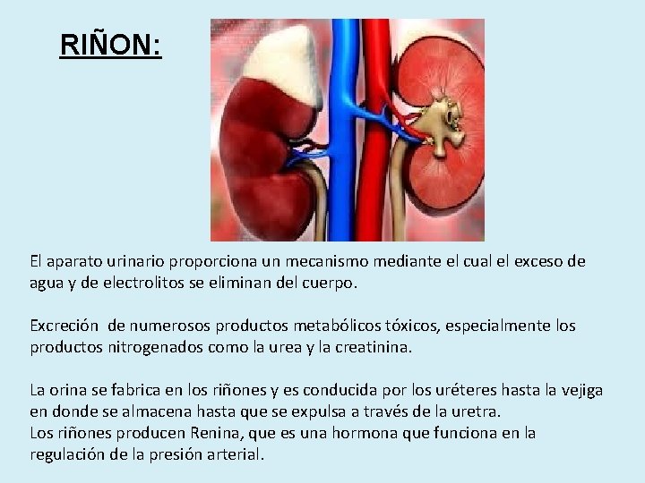 RIÑON: El aparato urinario proporciona un mecanismo mediante el cual el exceso de agua