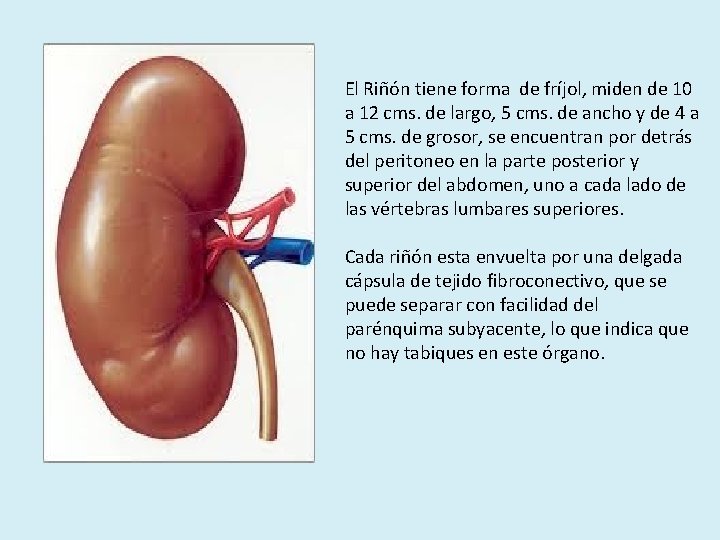 El Riñón tiene forma de fríjol, miden de 10 a 12 cms. de largo,