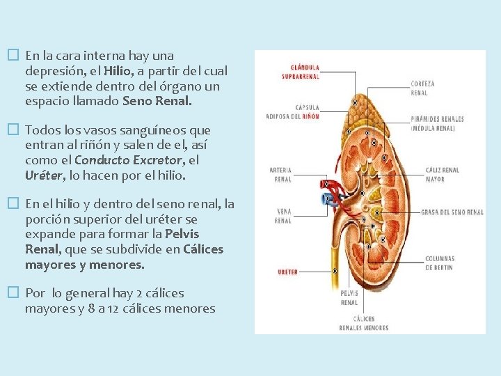 � En la cara interna hay una depresión, el Hilio, a partir del cual