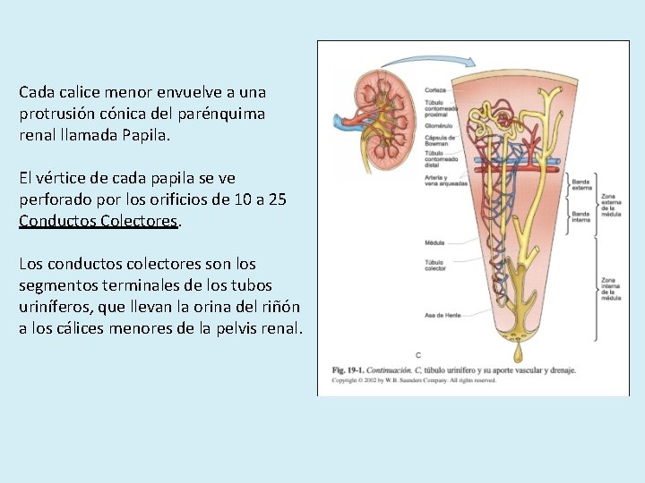 Cada calice menor envuelve a una protrusión cónica del parénquima renal llamada Papila. El