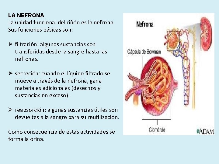 LA NEFRONA La unidad funcional del riñón es la nefrona. Sus funciones básicas son: