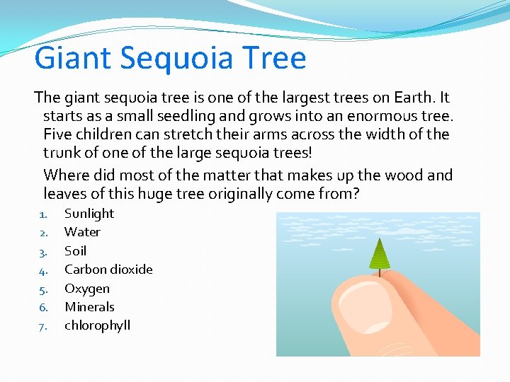 Giant Sequoia Tree The giant sequoia tree is one of the largest trees on