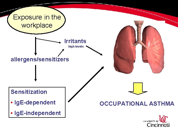 Exposure in the workplace Irritants high levels allergens/sensitizers Sensitization • Ig. E-dependent • Ig. Exposure in the workplace Irritants high levels allergens/sensitizers Sensitization • Ig. E-dependent • Ig.