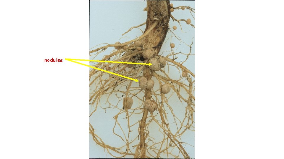 Root nodules 