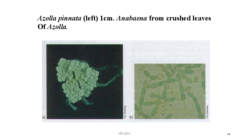 Azolla pinnata (left) 1 cm. Anabaena from crushed leaves Of Azolla. KRT-2011 14 