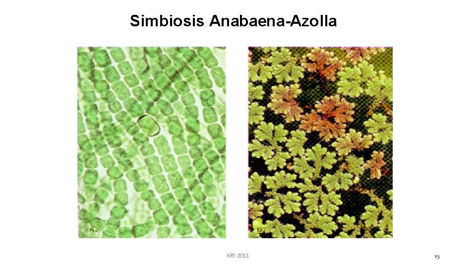 Simbiosis Anabaena-Azolla KRT-2011 15 