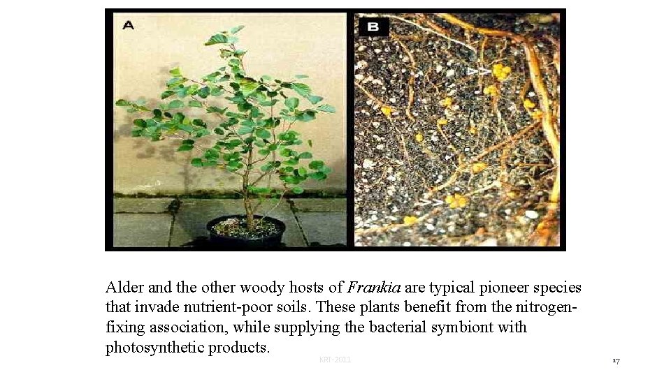 Alder and the other woody hosts of Frankia are typical pioneer species that invade