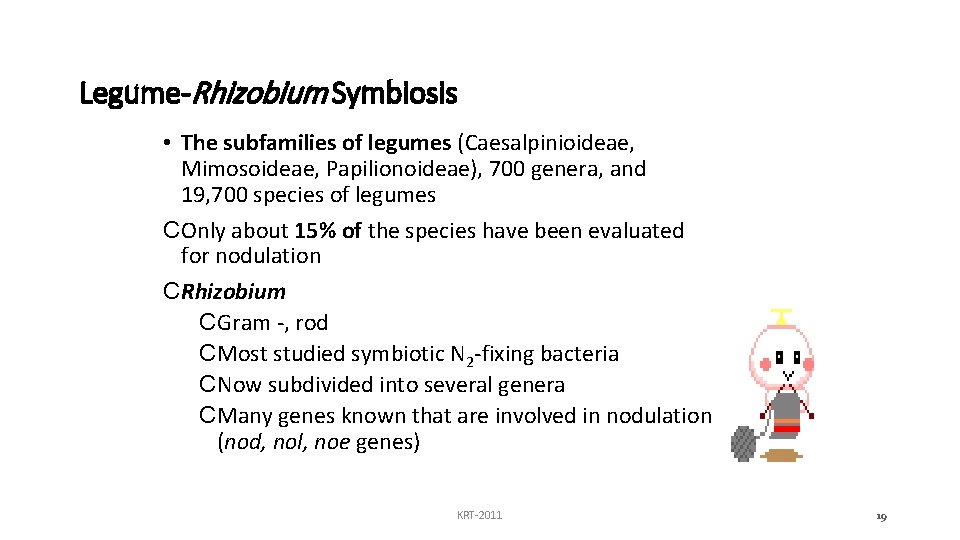 Legume-Rhizobium Symbiosis • The subfamilies of legumes (Caesalpinioideae, Mimosoideae, Papilionoideae), 700 genera, and 19,