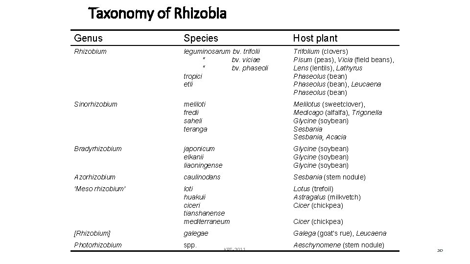 Taxonomy of Rhizobia Genus Species Host plant Rhizobium leguminosarum bv. trifolii “ bv. viciae