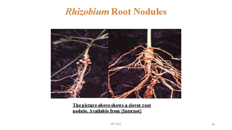 Rhizobium Root Nodules The picture above shows a clover root nodule. Available from [Internet]