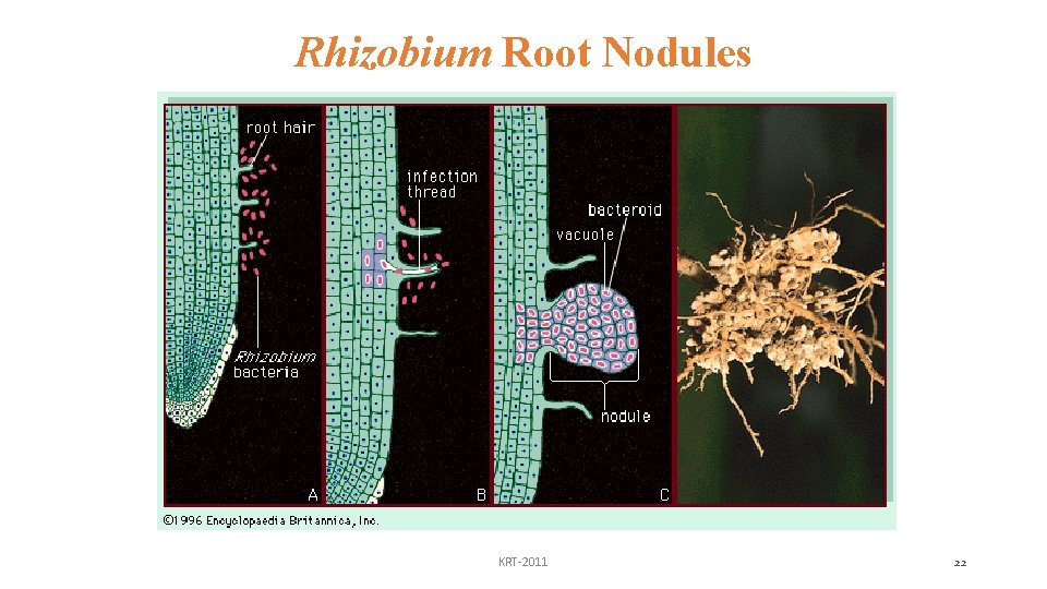 Rhizobium Root Nodules KRT-2011 22 