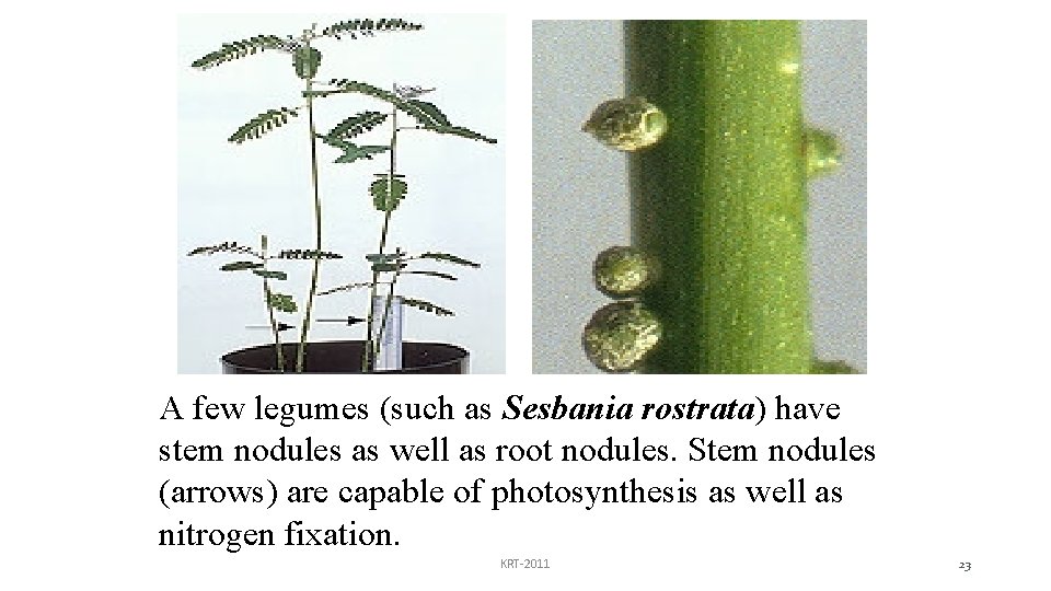 A few legumes (such as Sesbania rostrata) have stem nodules as well as root