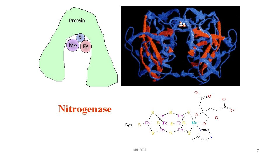 Nitrogenase KRT-2011 7 
