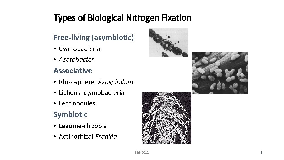 Types of Biological Nitrogen Fixation Free-living (asymbiotic) • Cyanobacteria • Azotobacter Associative • Rhizosphere–Azospirillum