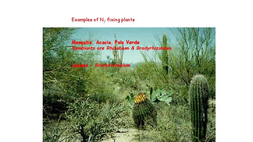 Examples of N 2 fixing plants Mesquite, Acacia, Palo Verde Symbionts are Rhizobium &