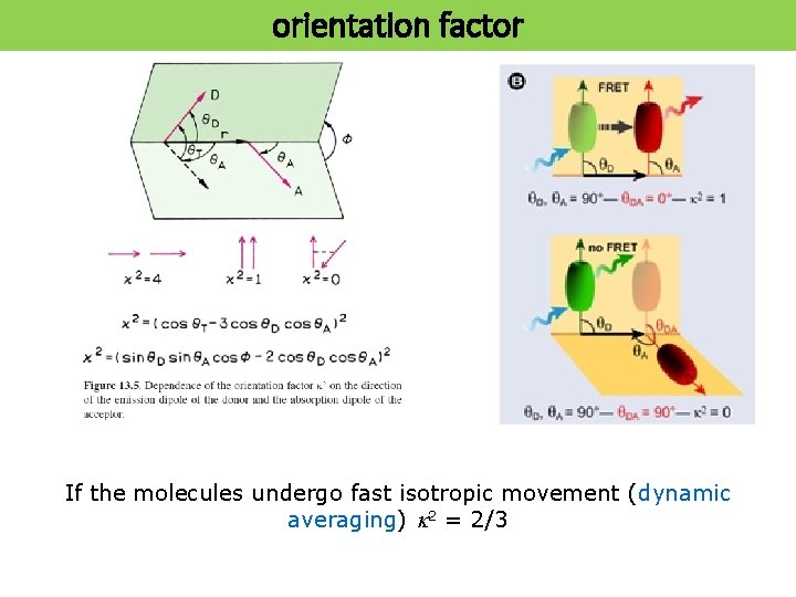 orientation factor If the molecules undergo fast isotropic movement (dynamic averaging) k 2 =