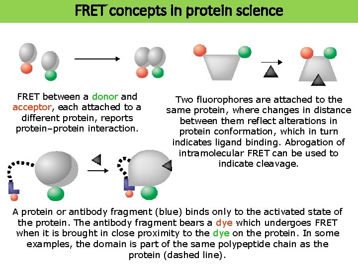 FRET concepts in protein science FRET between a donor and acceptor, each attached to